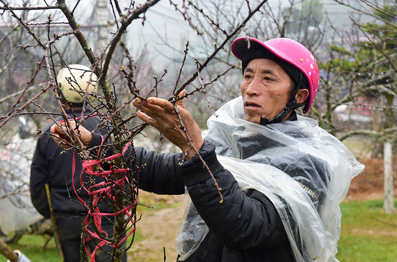 Năm nhuận, đào rừng Sa Pa nở sớm, giá tăng cao trước khi ra chợ Tết